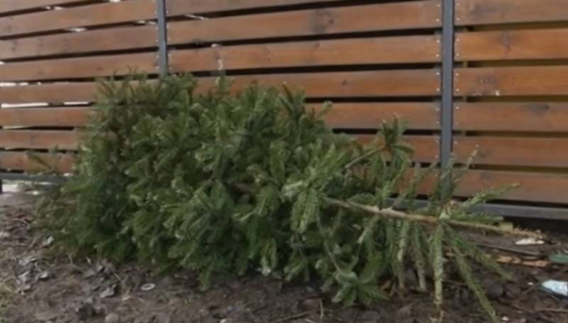 Oświęcim. Poświąteczna zbiórka choinek