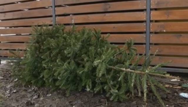 Oświęcim. Poświąteczna zbiórka choinek