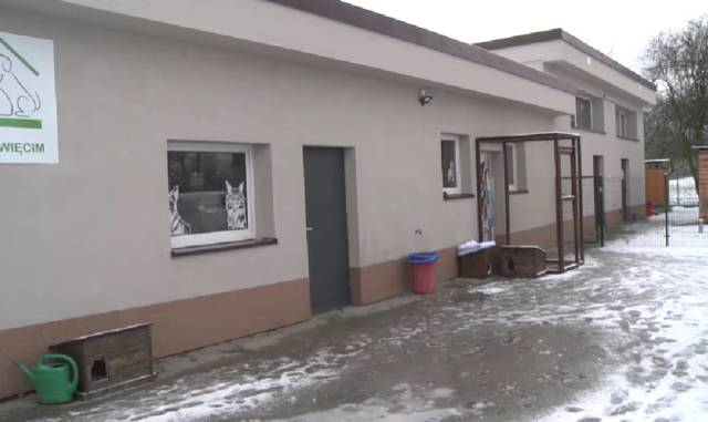 Oświęcim. Uwaga na fałszywe zbiórki! Pomagajmy zwierzętom wyłącznie poprzez oficjalny kanał